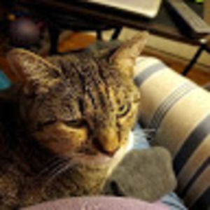 Meet your Posher, Ldizzle